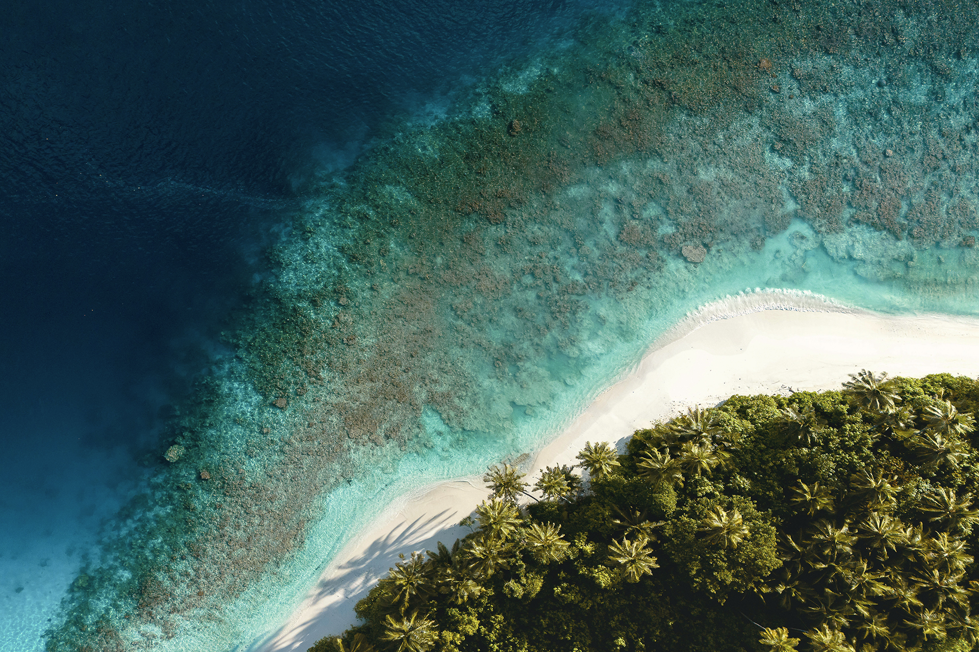 Aerial view of a tropical beach with turquoise water and palm trees